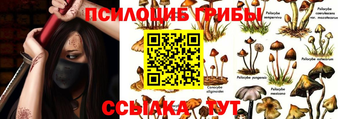 Псилоцибиновые грибы Cubensis Печора